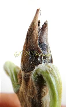  Stipules (Dormant)